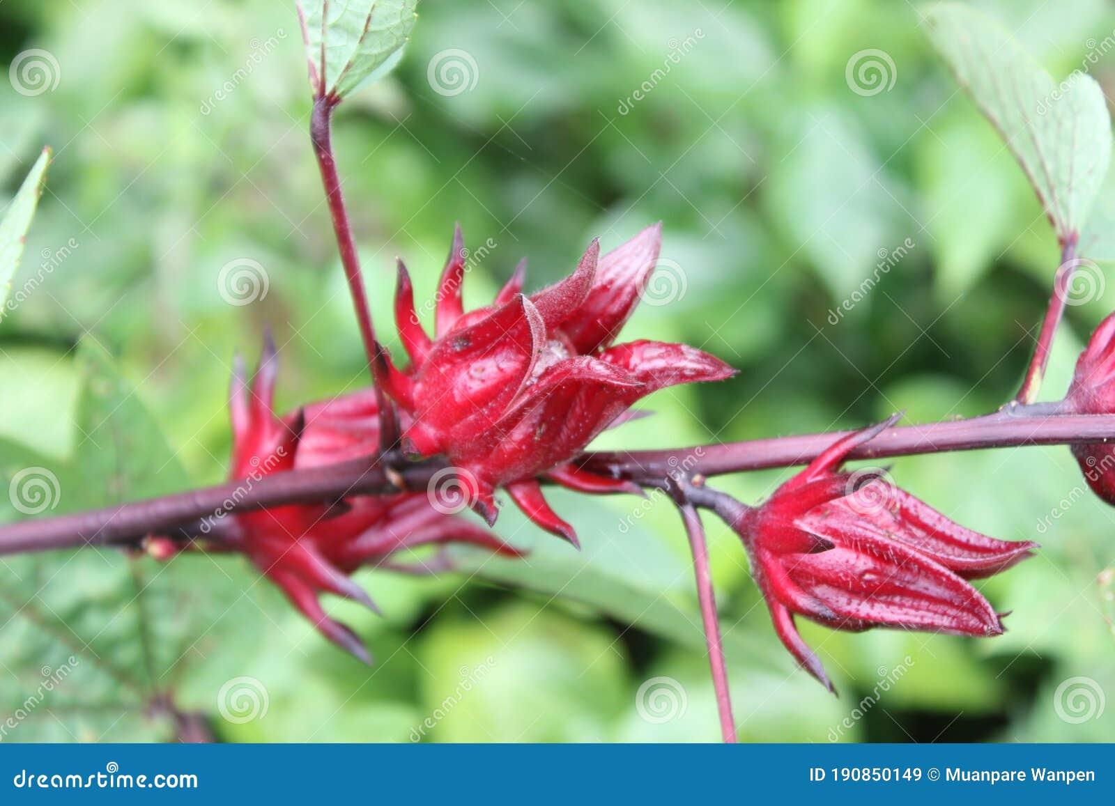 rosellaÃ¢â¬â¹ flowerÃ¢â¬â¹sÃ¢â¬â¹ onÃ¢â¬â¹ theÃ¢â¬â¹ treeÃ¢â¬â¹ inÃ¢â¬â¹ theÃ¢â¬â¹ organicÃ¢â¬â¹ garden.Ã¢â¬â¹ redÃ¢â¬â¹ realÃ¢â¬â¹ flowerÃ¢â¬â¹sÃ¢â¬â¹ inÃ¢â¬â¹ theÃ¢â¬â¹ nature.